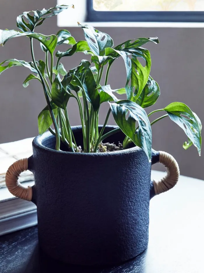 French Connection Home Accessories Terracotta Plant Pot Black 8211 Home